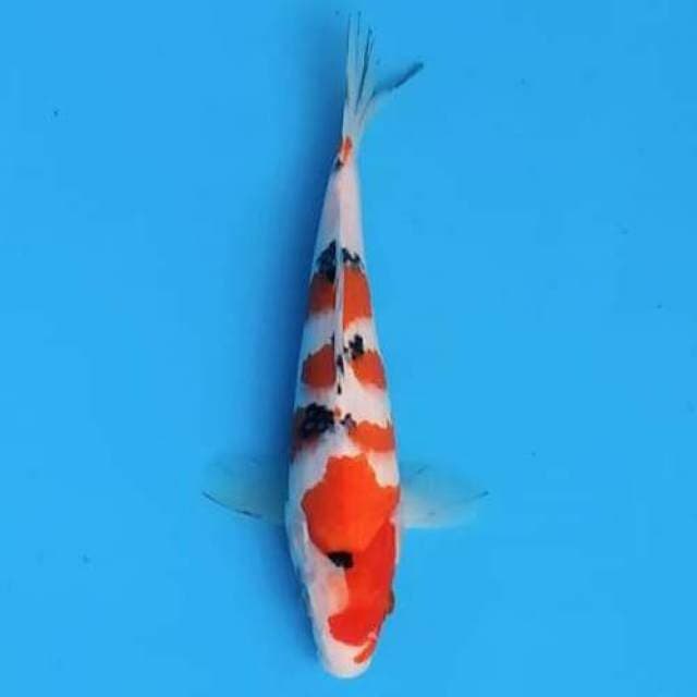 Showa 30cm