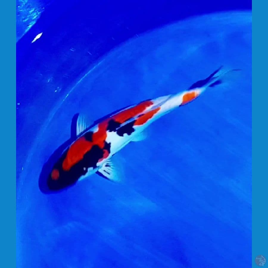 showa doitsu 35 cm.male