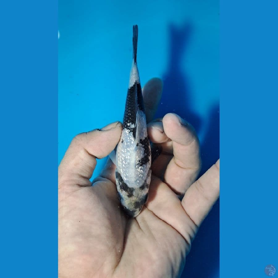 Shiro Ginrin 12 cm bahan