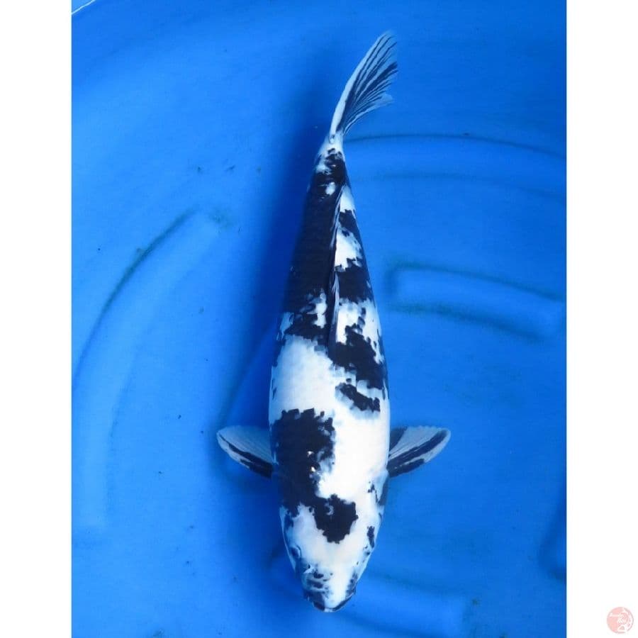 53cm , F1 Jumbo !! Shiro Putih Salju