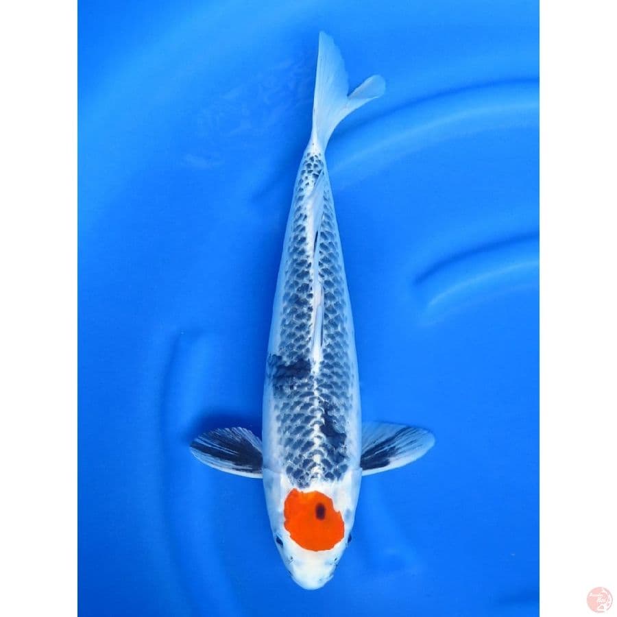 46cm , Jumbo Tancho Evo !! Original no.bocor