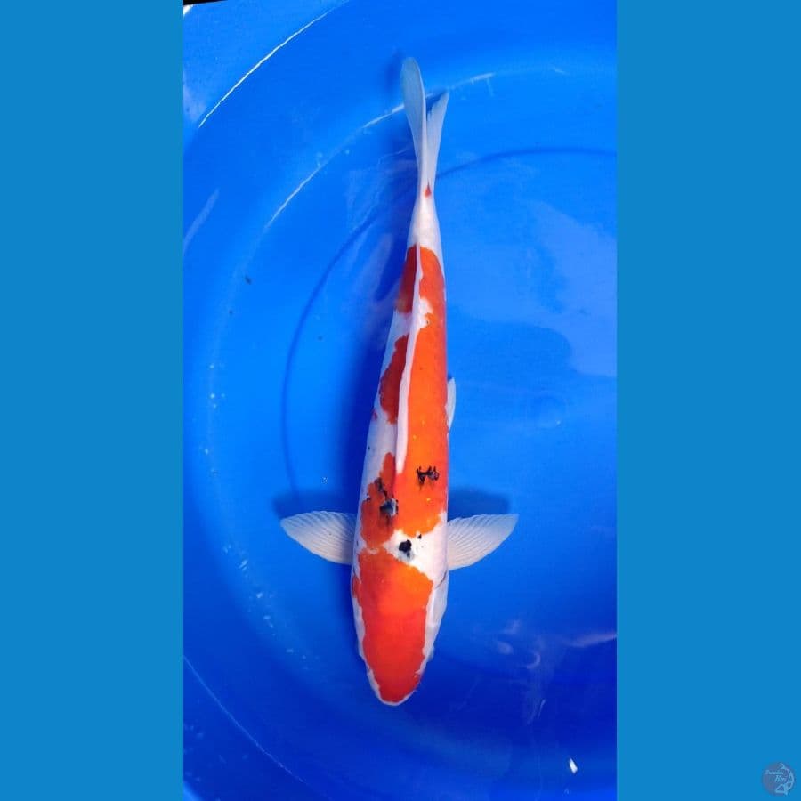 original red 48cm