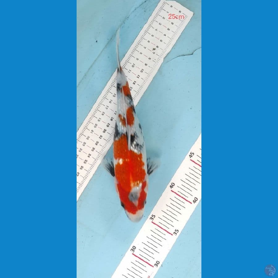 showa 25 cm