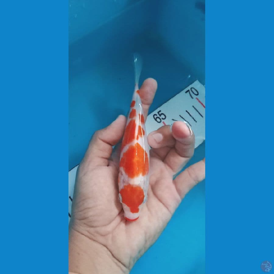 kohaku 16 cm