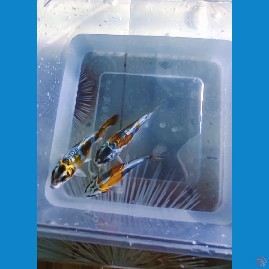 paket kikokuryu minion 11 cm