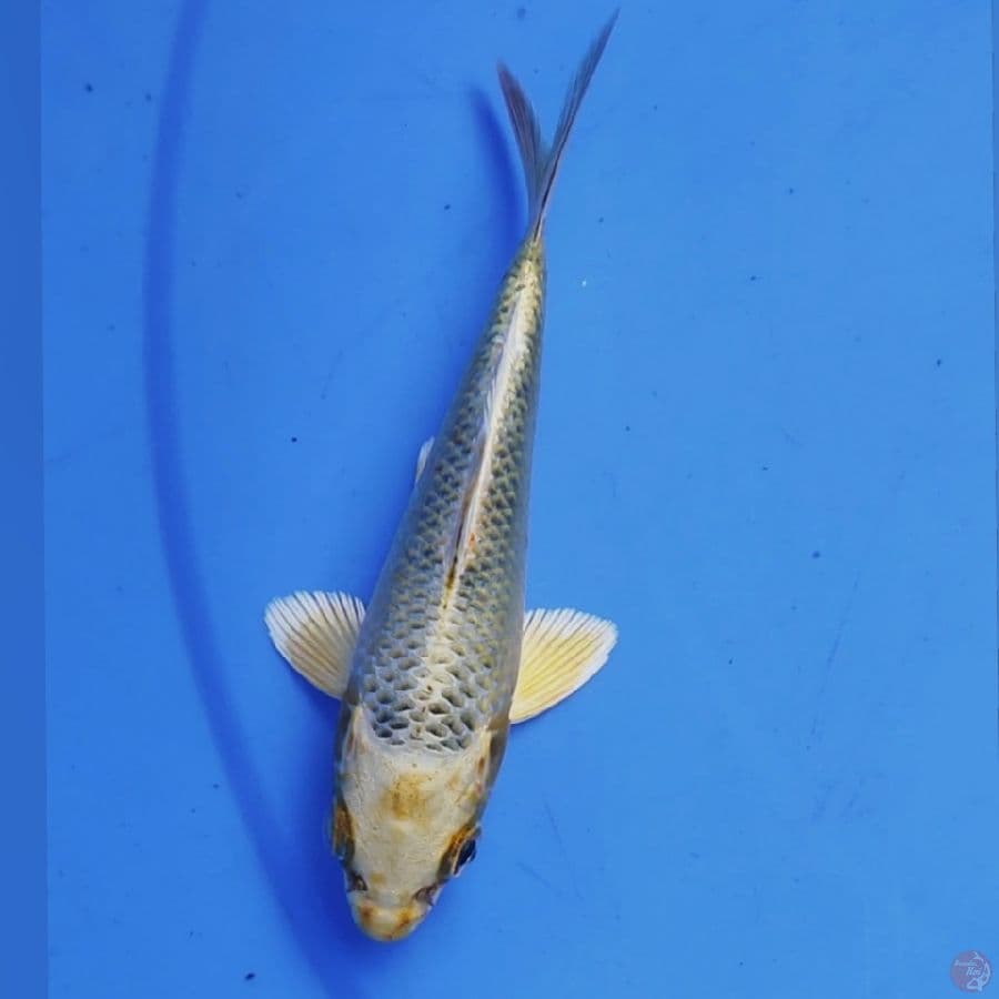 KINMATSUBA 15BU