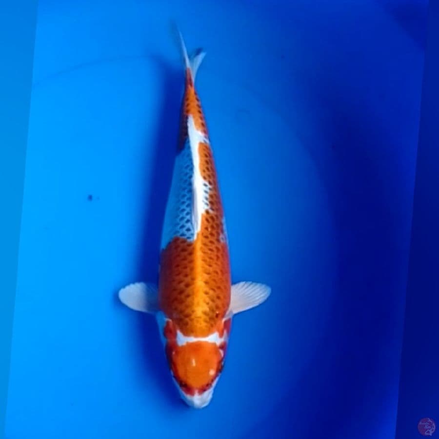 Maruten KOJAKU 36CM
