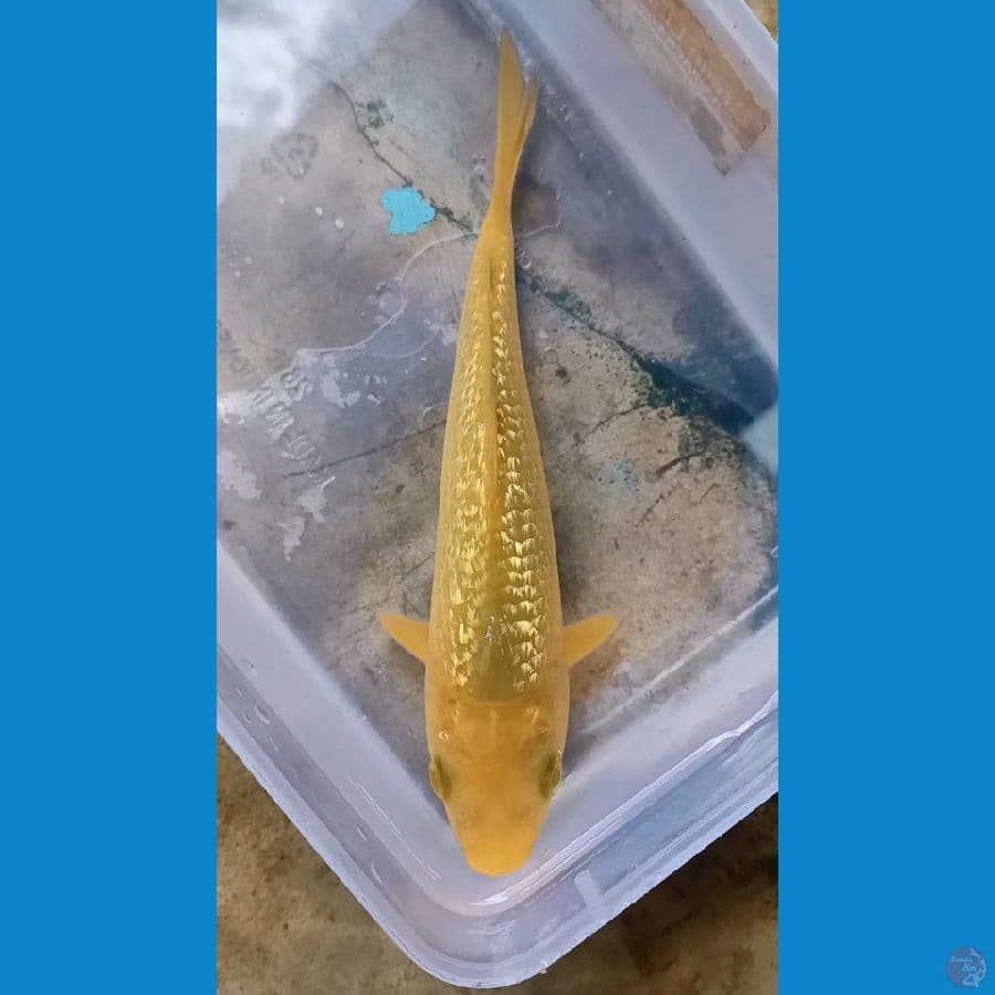 Karasi Ginrin 18cm