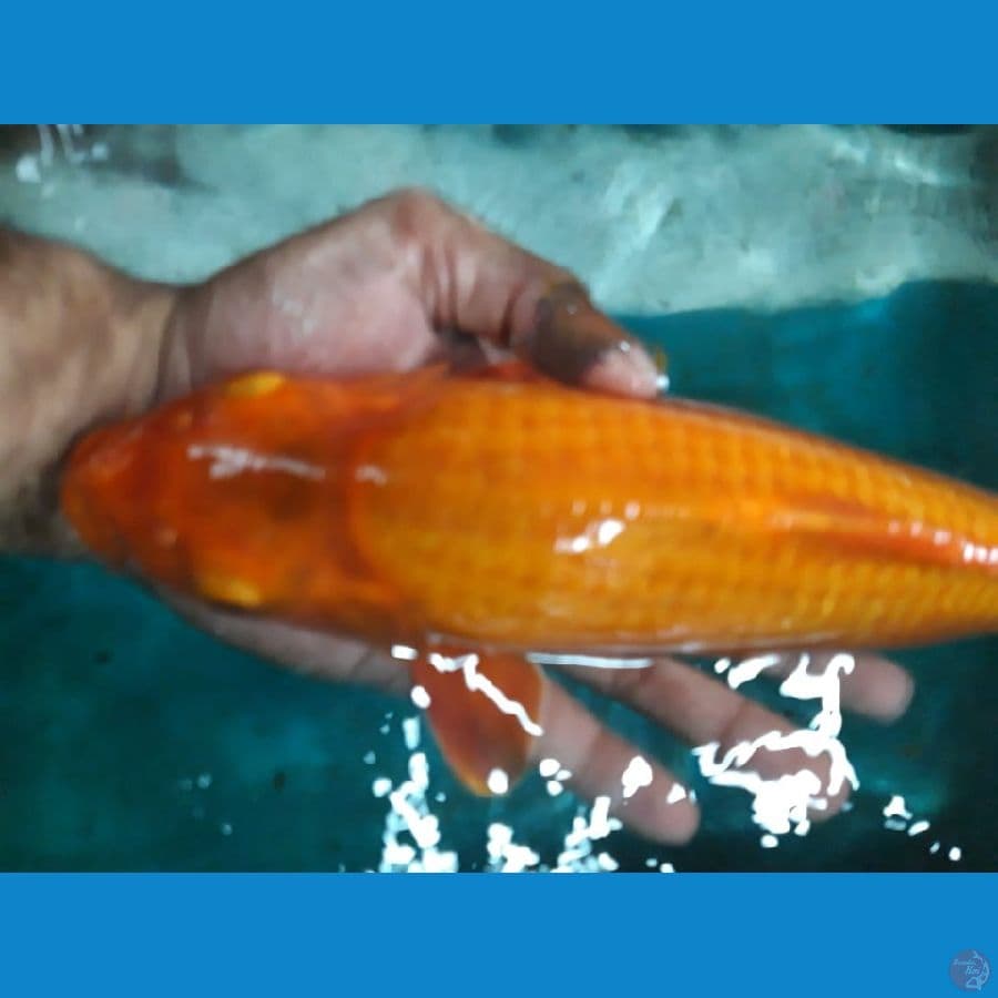 Caramel 30Cm