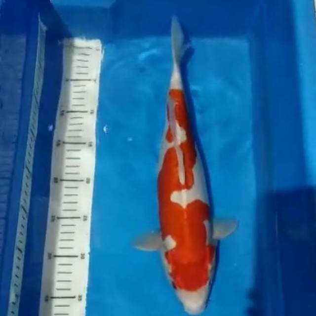 Kohaku doit murni