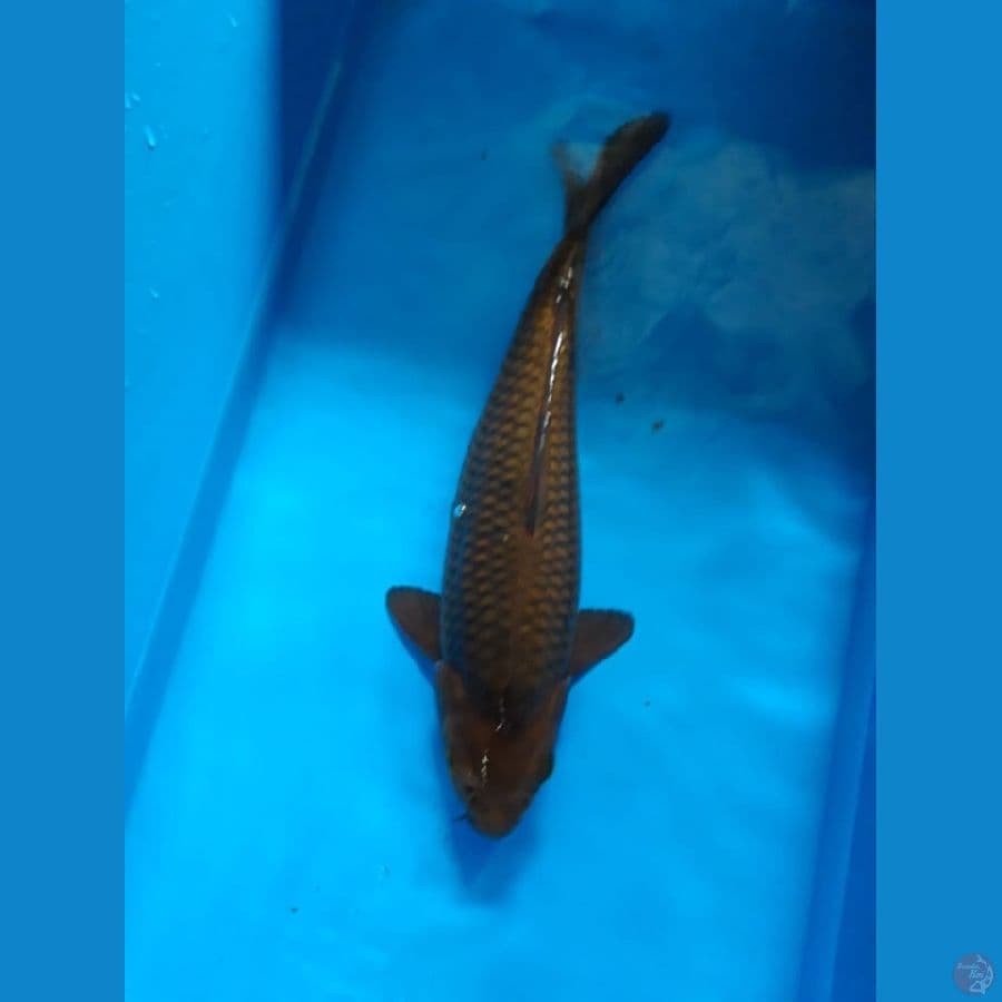 Chagoi 28cm