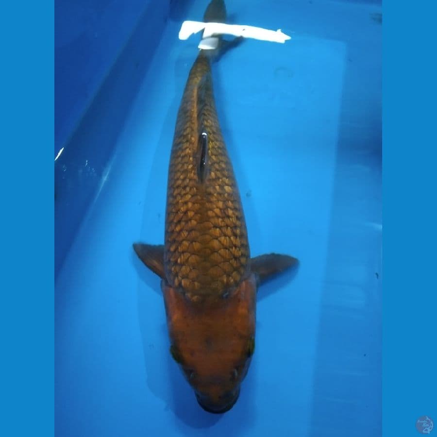 Chagoi Ginrin Male 40cm