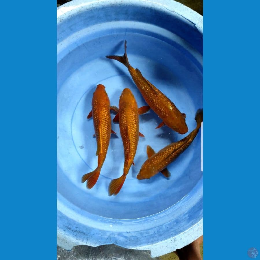 cagoi genrin 36-39cm