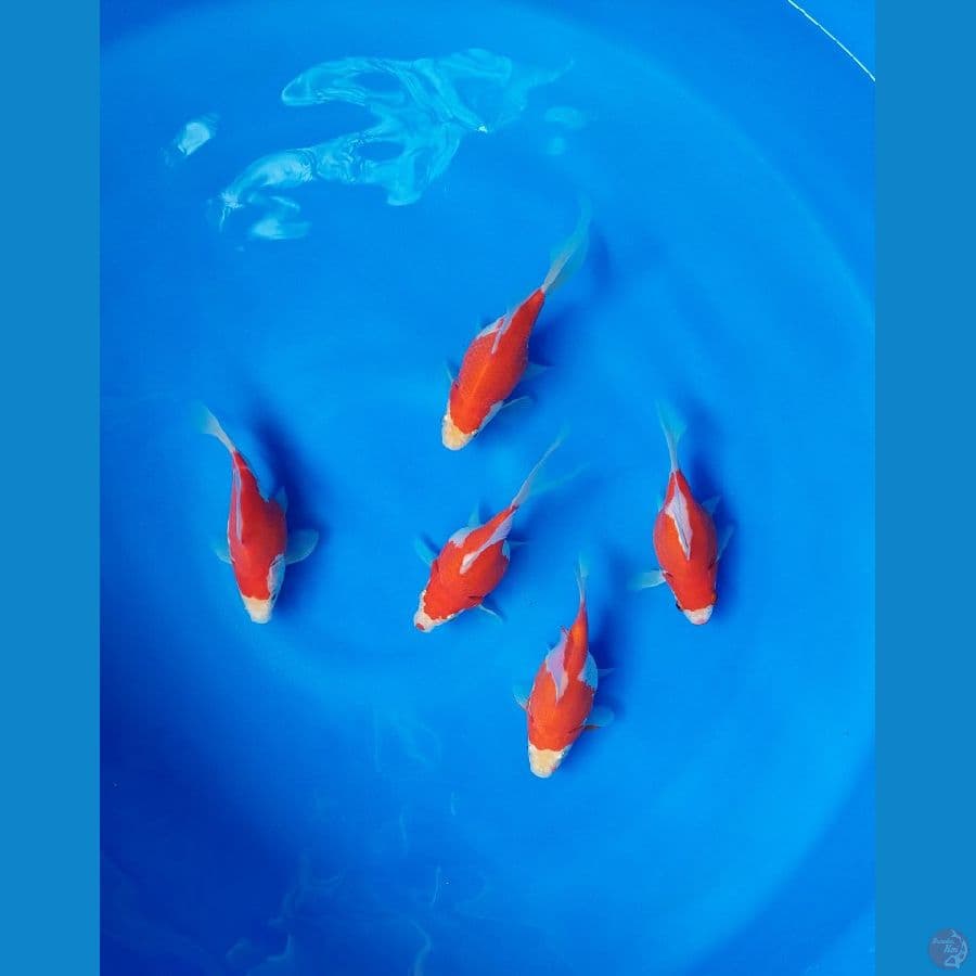 paket jumbo tamasaba paket 1