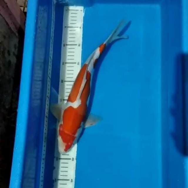 Kohaku doit murni