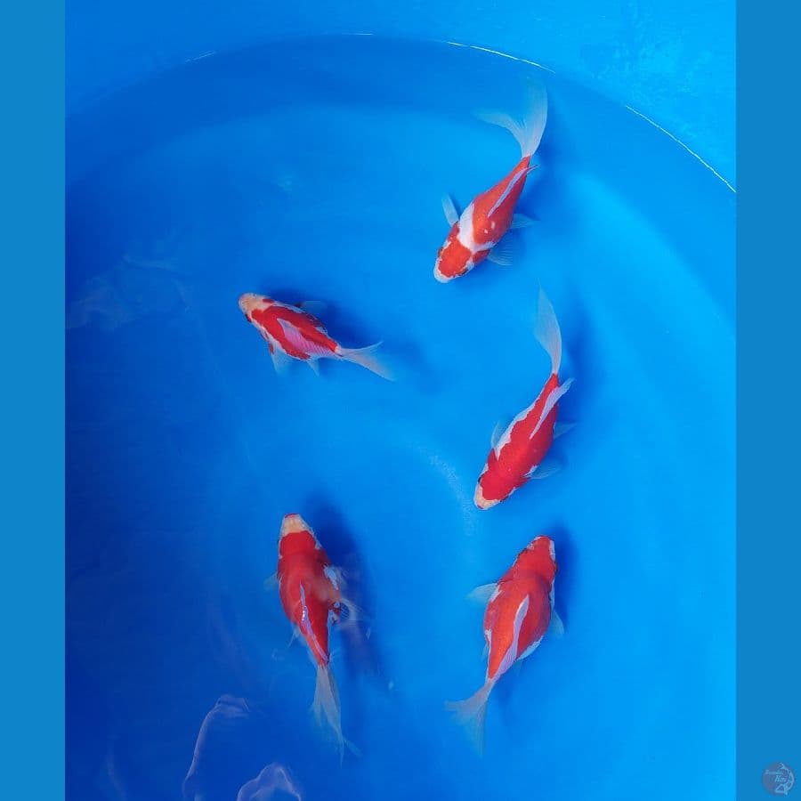 paket jumbo tamasaba paket 2