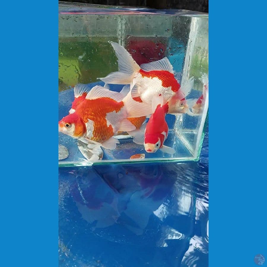 paket jumbo tamasaba paket 2