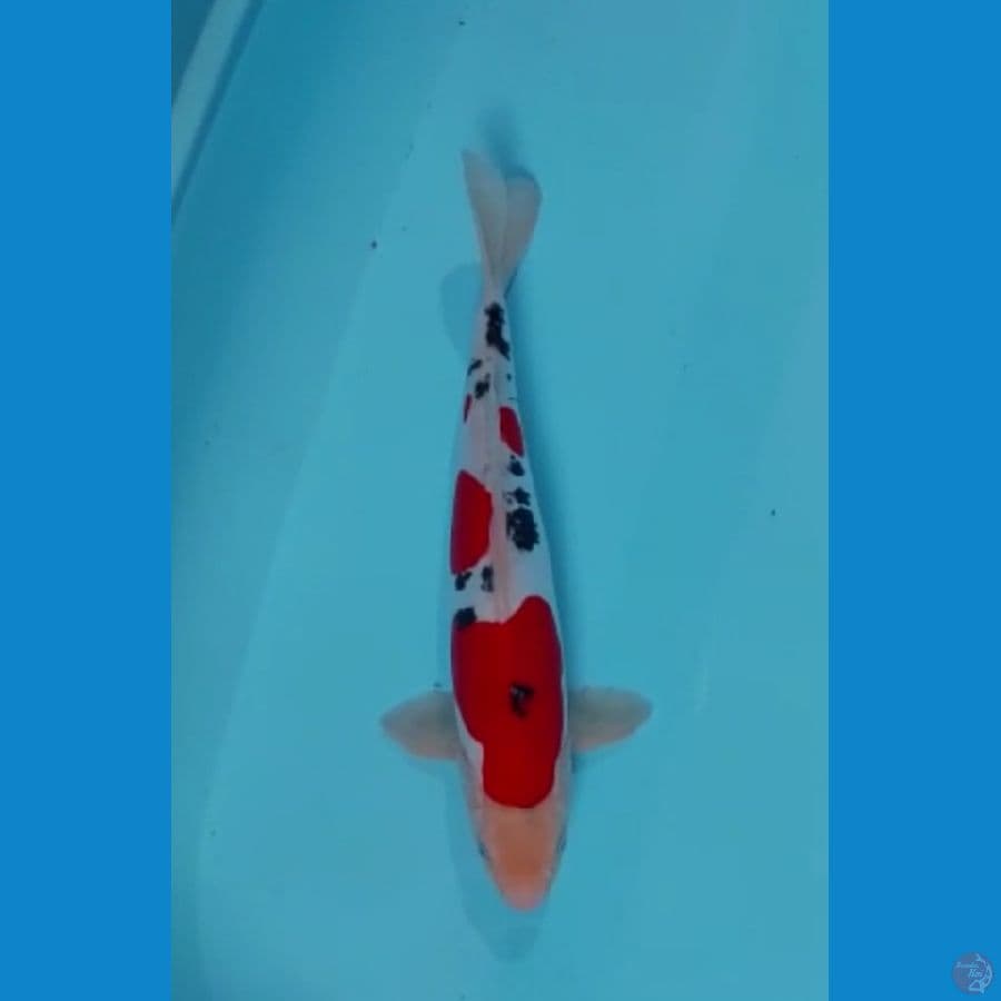 bozu sanke doit murni 37 cm