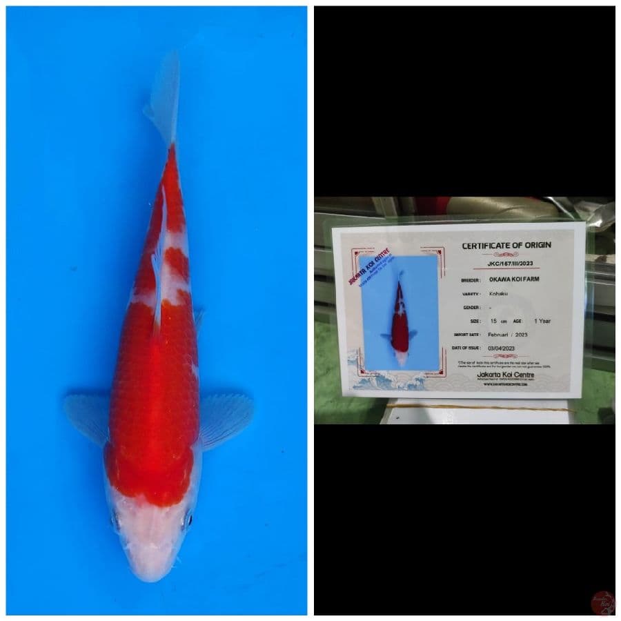 Okawa Kohaku