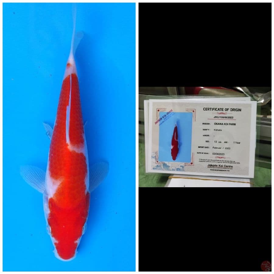 Okawa Kohaku