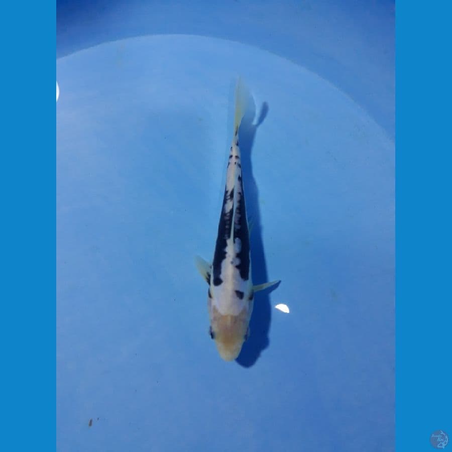 kumoh 17cm