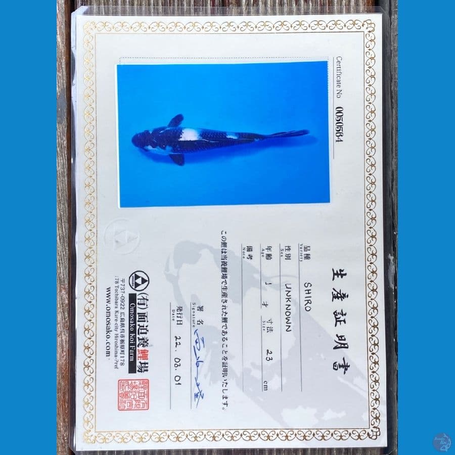 Shiro utsuri import