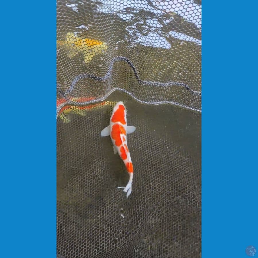 kohaku