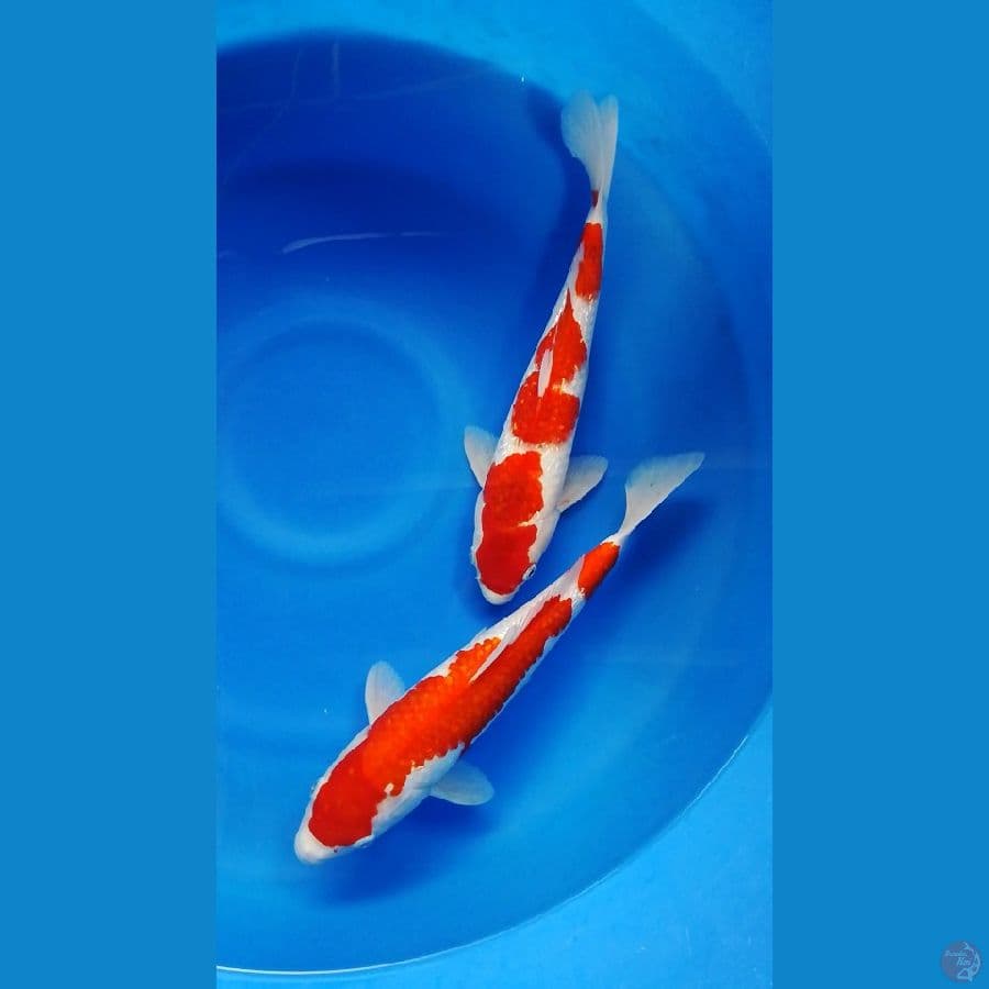 kohaku