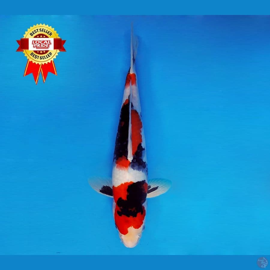 TENJIKU 1 ~ Showa Quality 36 cm/male ™