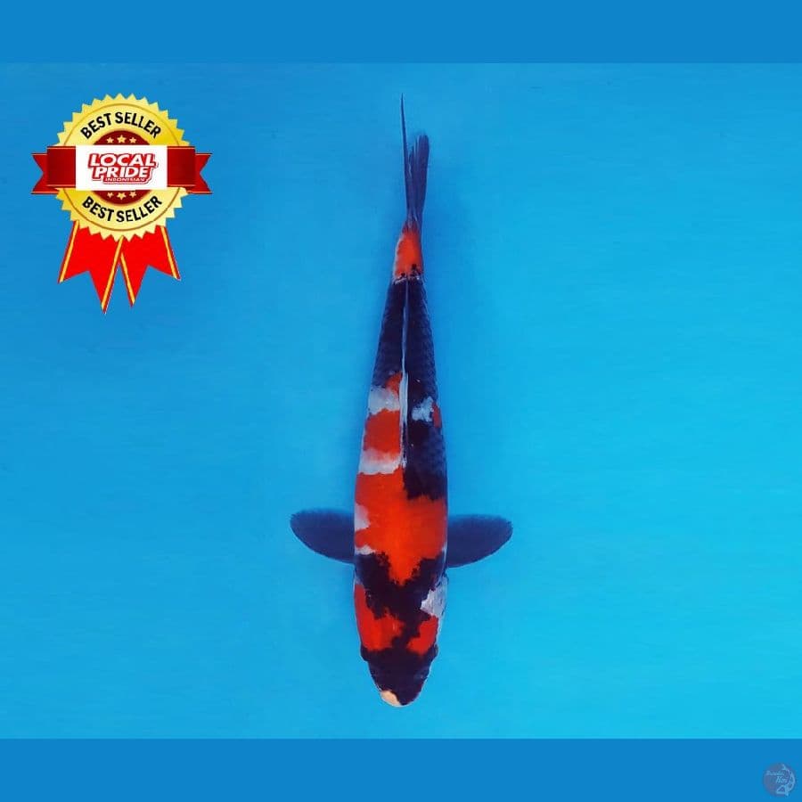 TENJIKU 4 ~ Showa Sansoku 23 cm/male ™