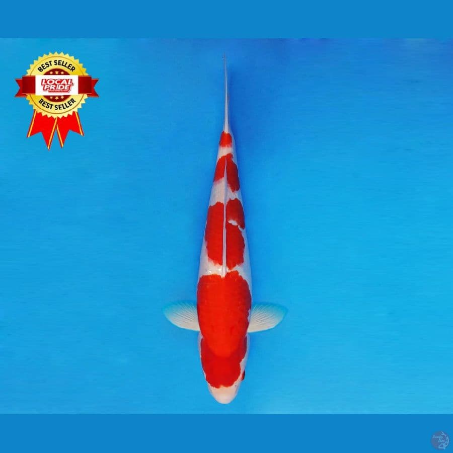 TENJIKU 9 ~ Kohaku 41 cm/fm ™