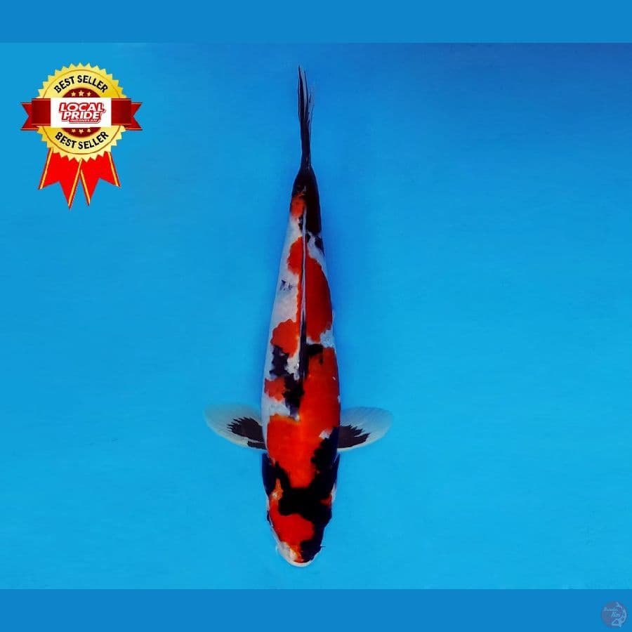 TENJIKU 10 ~ Showa Evolution 29 cm/male ™