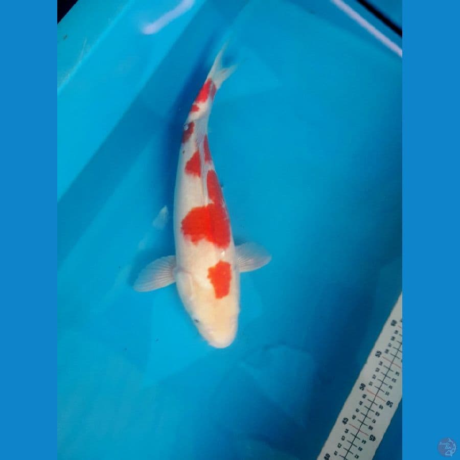 kohaku sakura jumbo