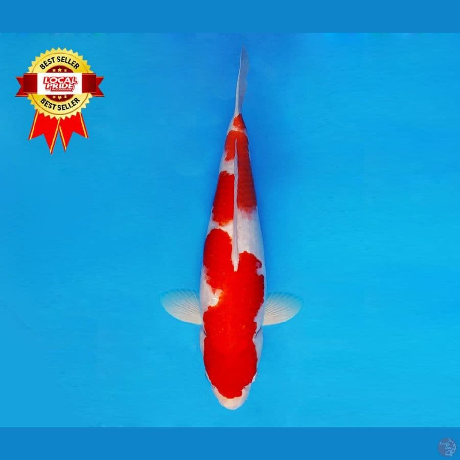 TENJIKU 11 ~ Kohaku 41 cm/fm ™