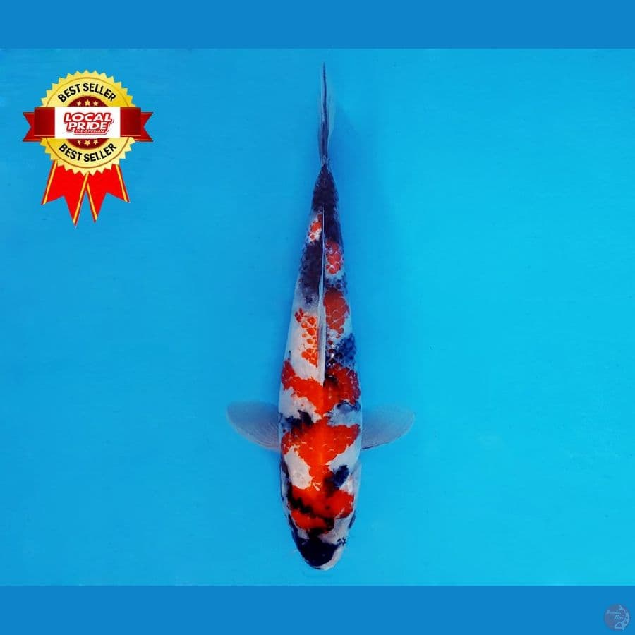 TENJIKU 13 ~ Showa Kanoko 23 cm/fm ™