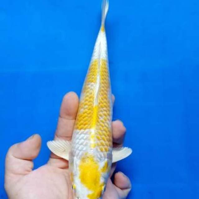 Hariwake bagus kuning lemon 25cm