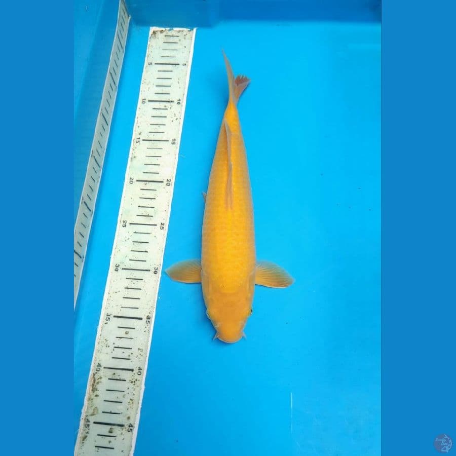 Karasi 30cm male