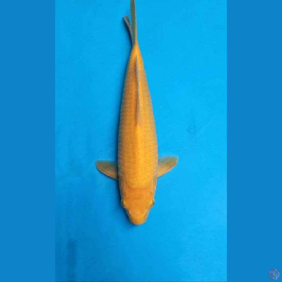 Karasi 30cm