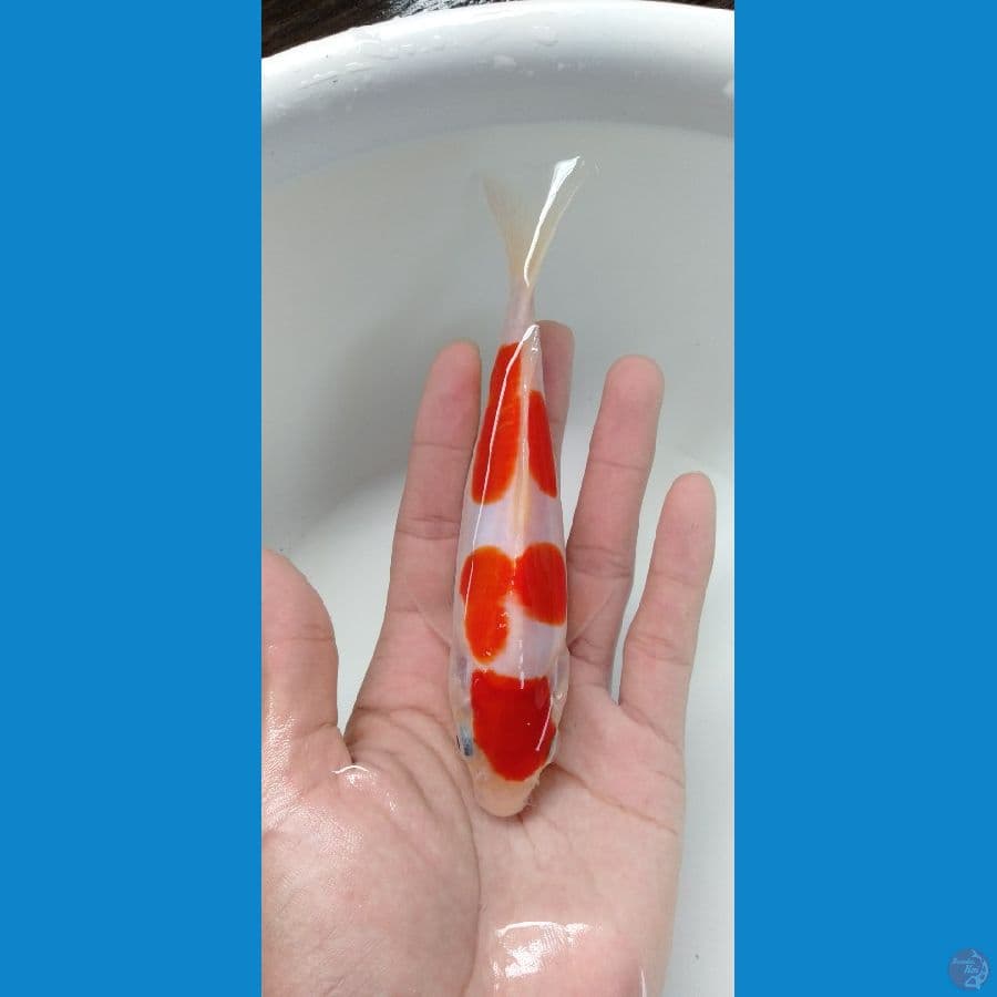 Minion kohaku doitsu 16cm
