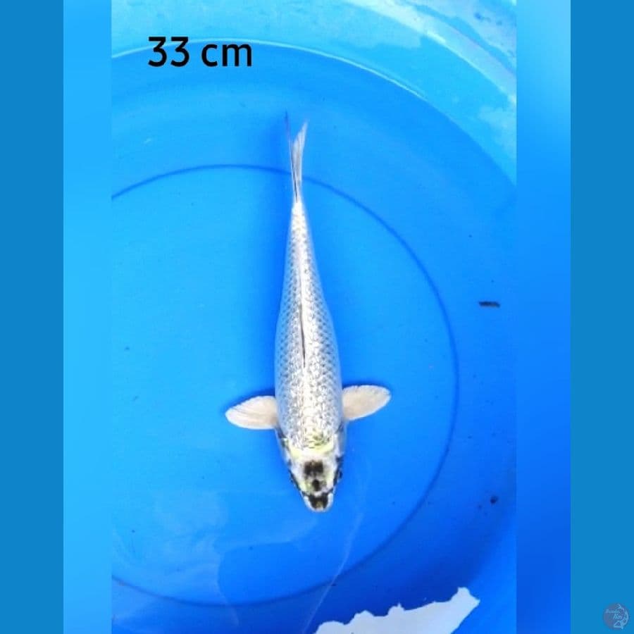 Gin matshuba ginrin 33 cm
