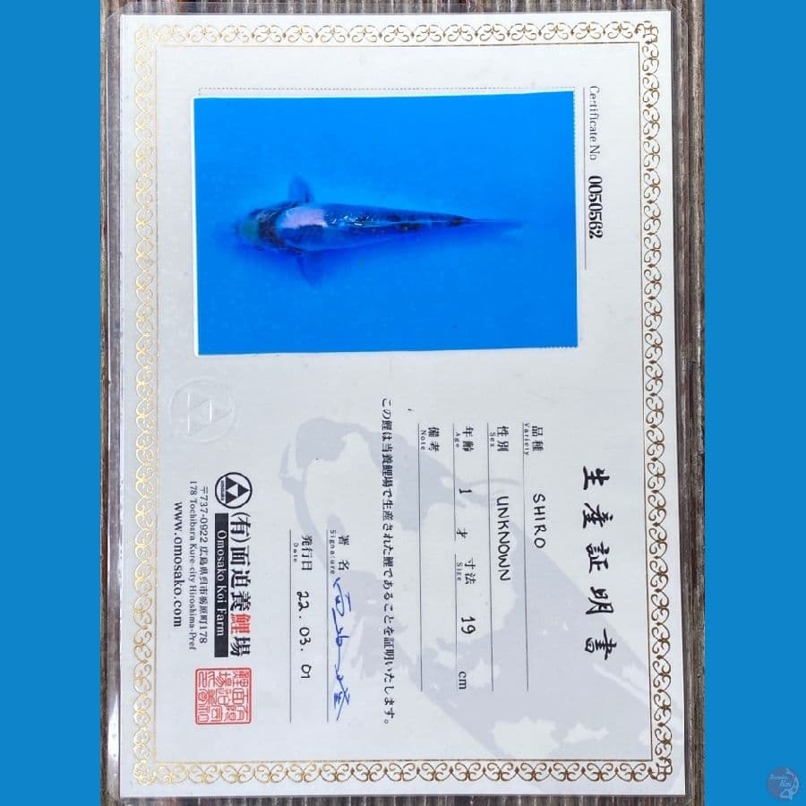 Shiro Utsuri Import