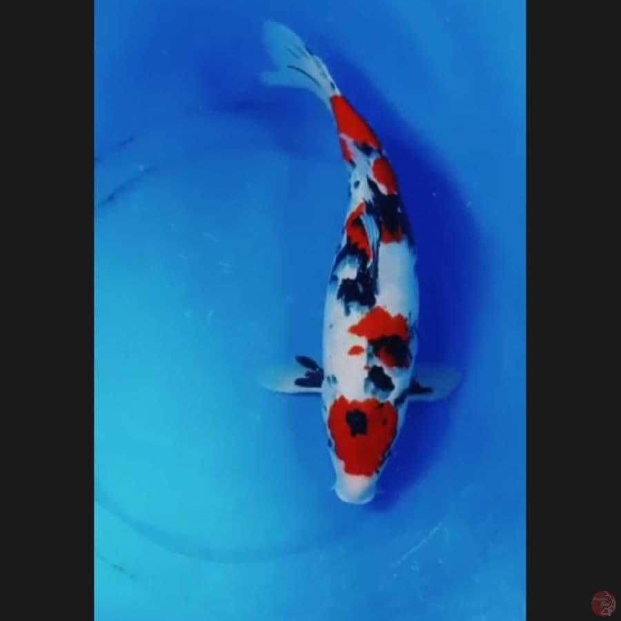 ( 43CM ) MARUTEN SHOWA - FEMALE