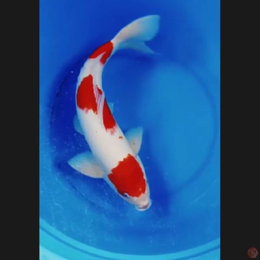 ( 52CM ) JUMBO SANDAN ORI - MALE