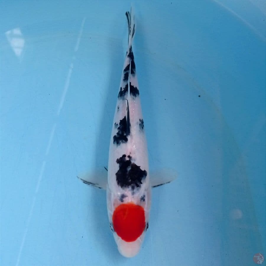 tancho, 24 cm