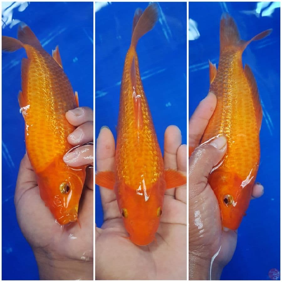 CARAMEL GINRIN 23CM