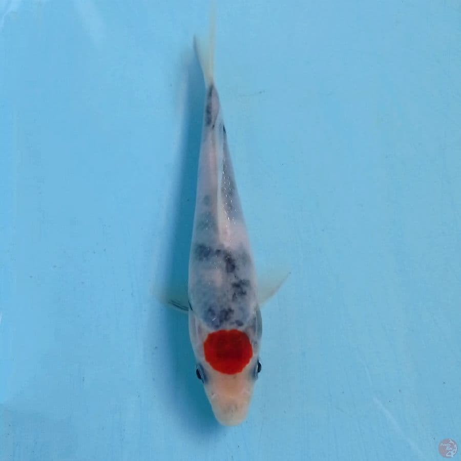 tancho, 15 cm