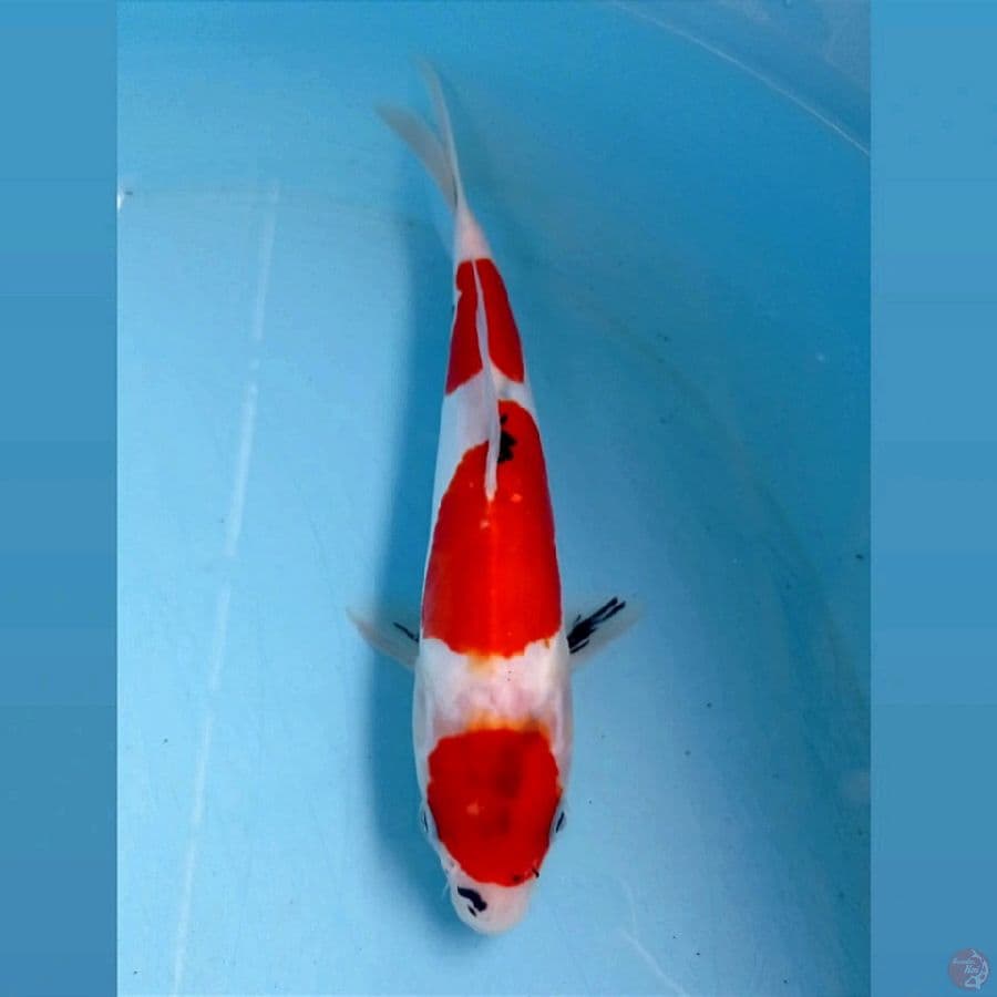 showa doitsu, 23 cm