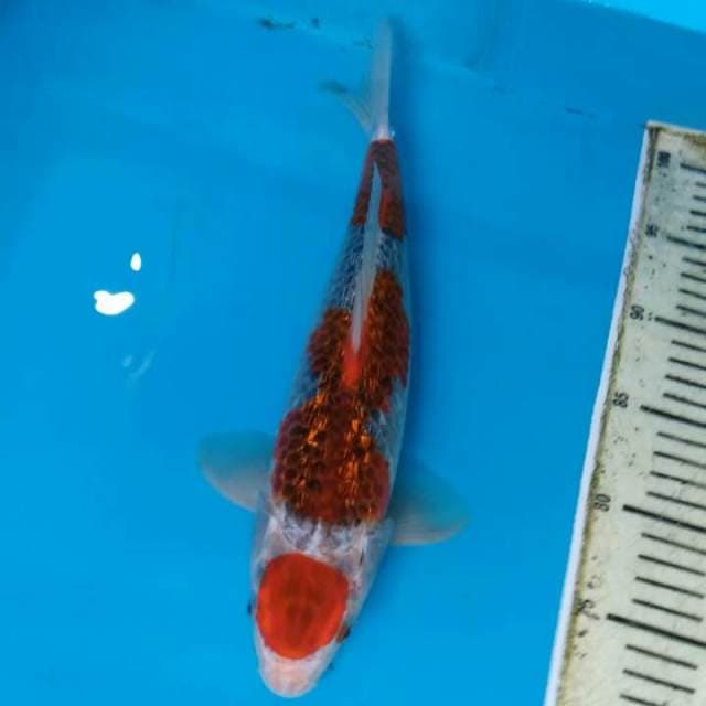 Tancho.gosiki.size.30cm