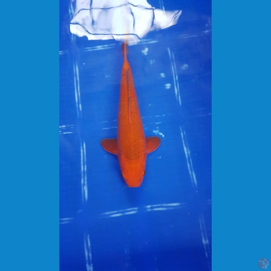 CARAMEL29CM male