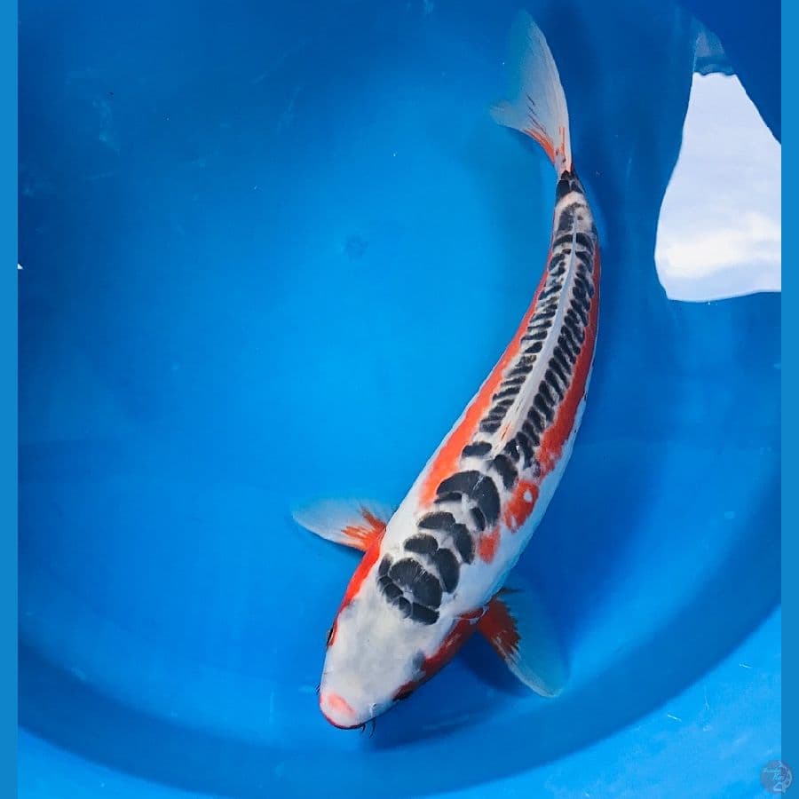 shusui 38cm